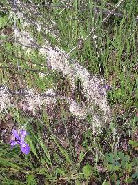 Ramalina farinacea image