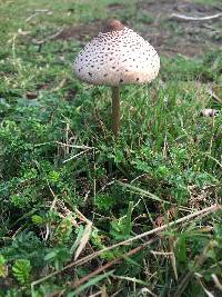 Macrolepiota clelandii image