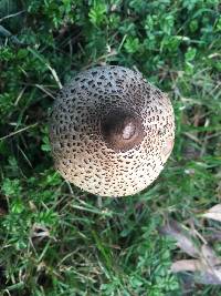 Macrolepiota clelandii image