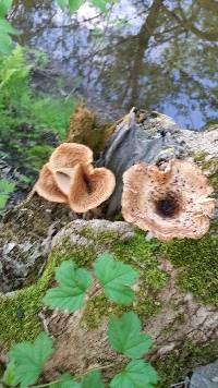 Polyporus squamosus image