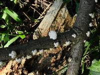 Schizophyllum commune image