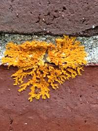 Xanthoria parietina var. parietina image