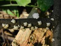 Schizophyllum commune image