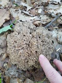 Polyporus umbellatus image