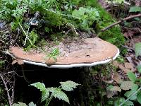 Ganoderma applanatum image