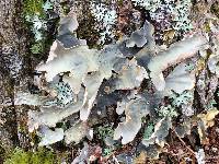 Lobaria scrobiculata image