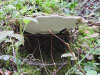 Ganoderma applanatum image