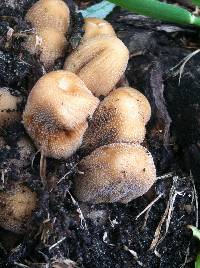 Coprinellus micaceus image