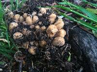 Coprinellus micaceus image