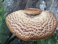 Polyporus squamosus image