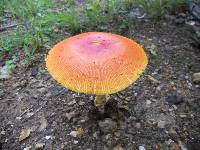 Amanita caesarea image