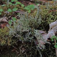 Cladonia squamosa image