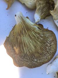 Pleurotus ostreatus image