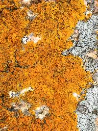 Xanthoria parietina var. parietina image