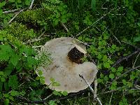 Polyporus squamosus image