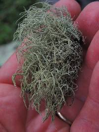 Usnea hirta image