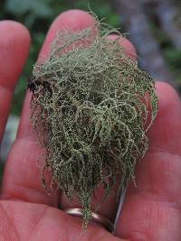 Usnea hirta image