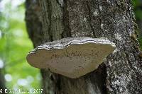 Ganoderma applanatum image