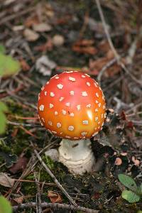 Amanita muscaria image