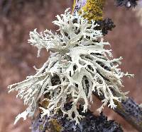 Evernia prunastri image