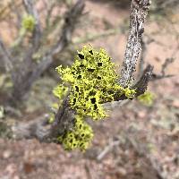 Letharia columbiana image