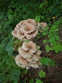 Pleurotus ostreatus image