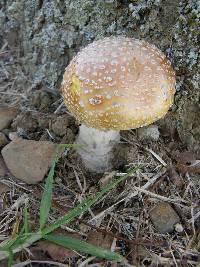 Amanita muscaria image