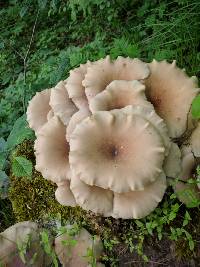 Pleurotus ostreatus image