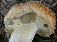 Amanita muscaria image