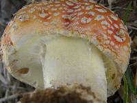 Amanita muscaria image