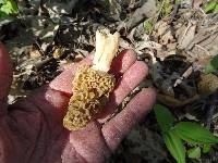 Morchella americana image