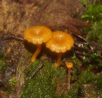 Lichenomphalia chromacea image