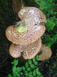 Polyporus squamosus image