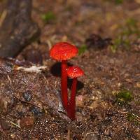 Mycena viscidocruenta image