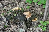 Polyporus squamosus image