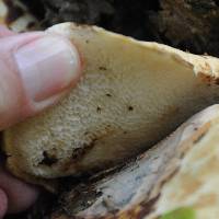 Polyporus squamosus image