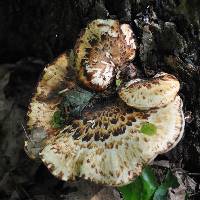 Polyporus squamosus image