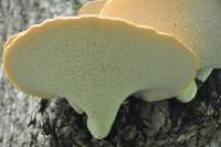 Polyporus squamosus image