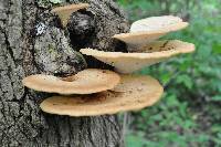 Polyporus squamosus image