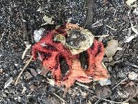 Clathrus columnatus image