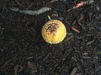 Amanita muscaria var. guessowii image