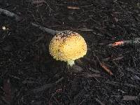 Amanita muscaria image