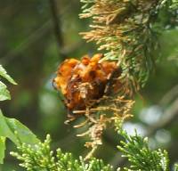 Gymnosporangium juniperi-virginianae image