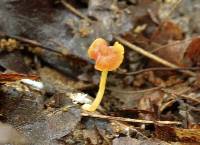 Mycena acicula image