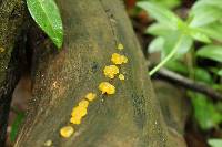 Dacrymyces capitatus image