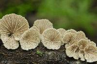 Schizophyllum commune image