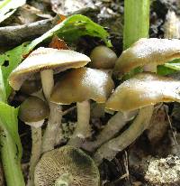 Psilocybe ovoideocystidiata image