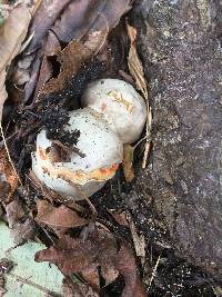 Clathrus ruber image