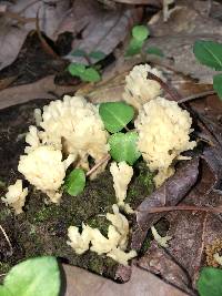 Tremellodendron pallidum image