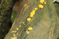 Dacrymyces capitatus image